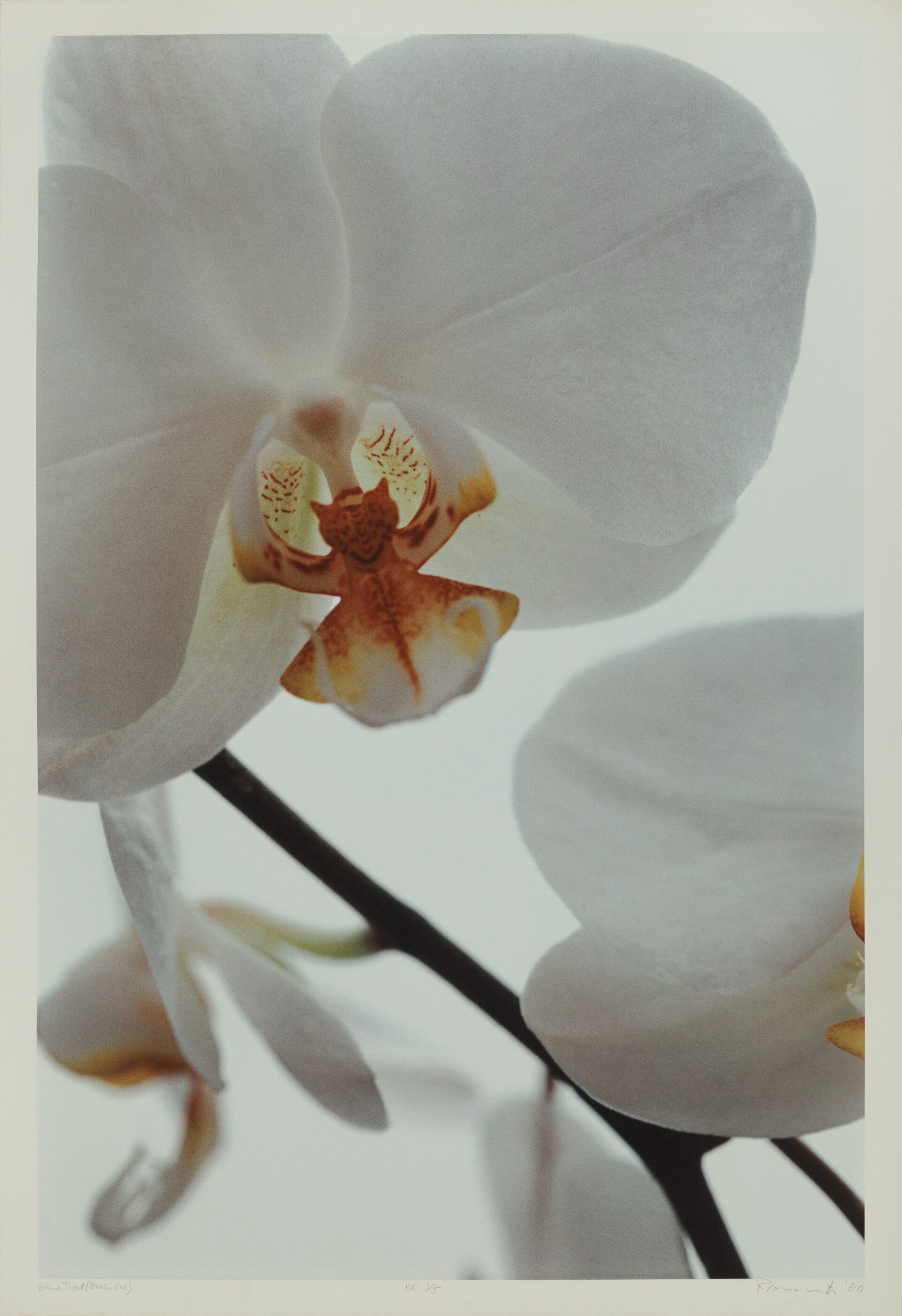 Thomas Florschuetz - Ohne Titel, Orchidee, HC 1/5 UNIEK, handgesigneerd Museaal