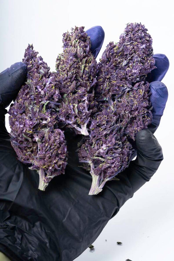 🍇Purple Haze
