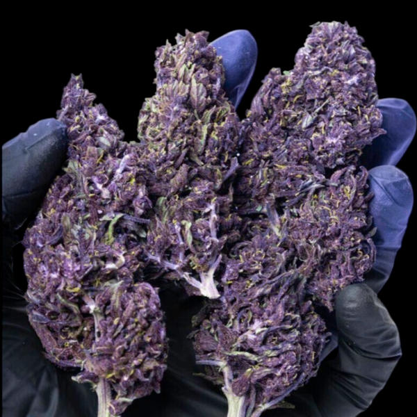 5g🍇Purple Haze