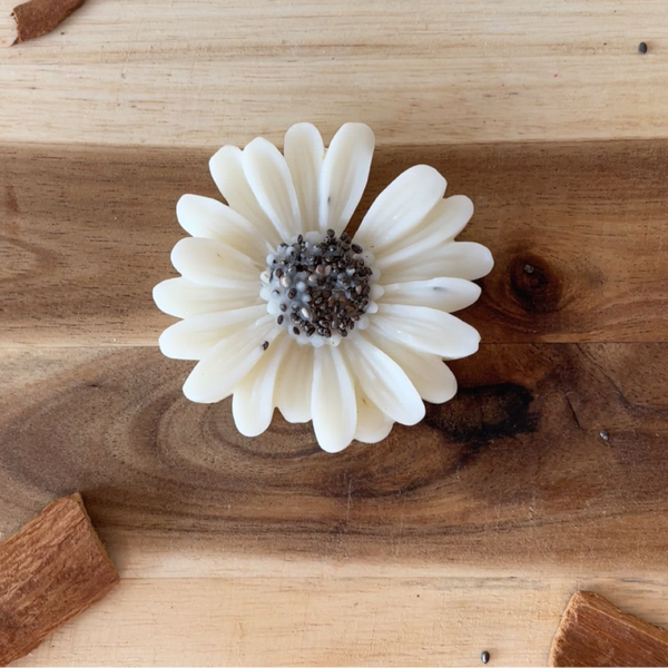 Marguerite   Eclats de noisette