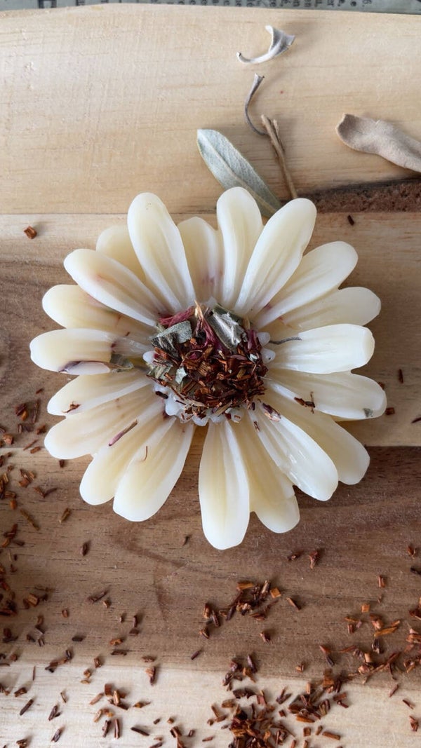 Marguerite  Douceur du Canada