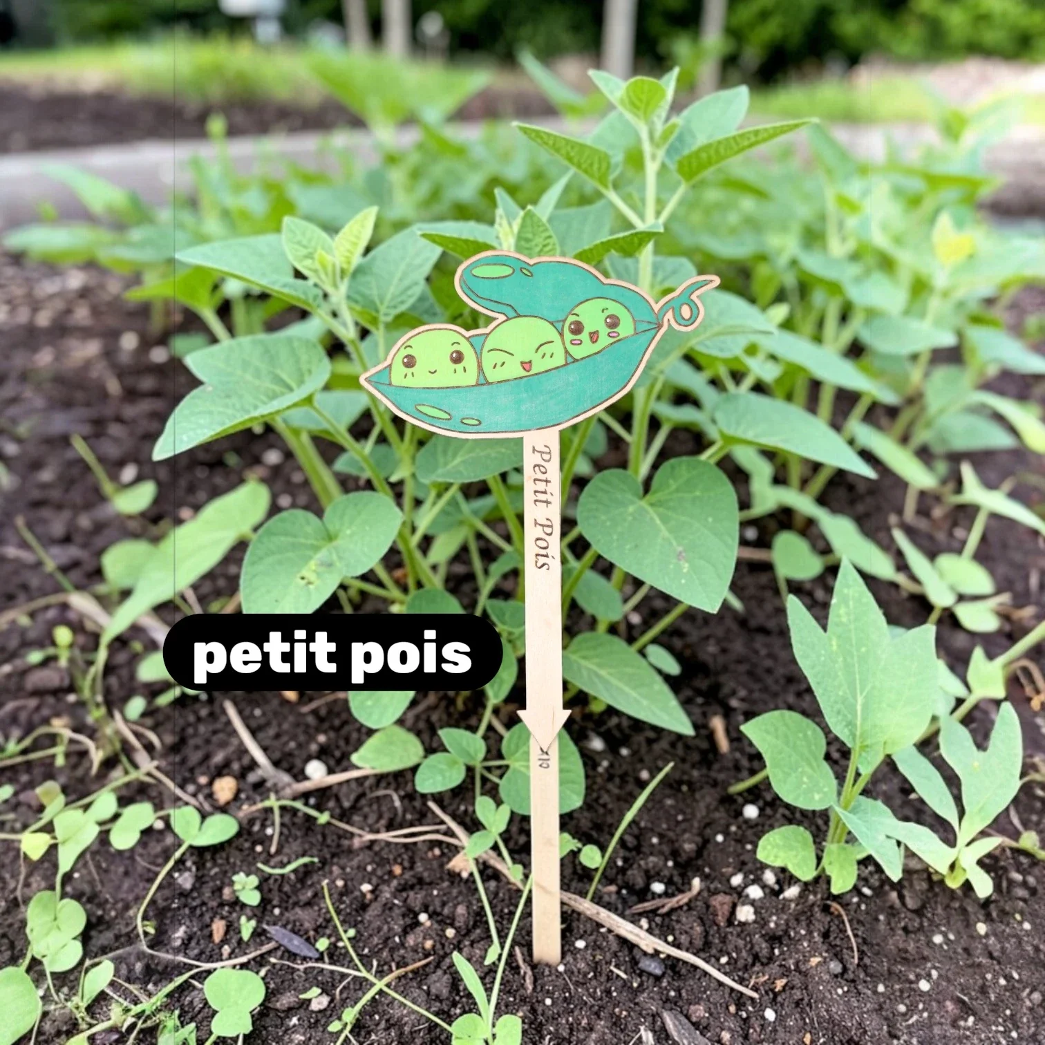 petit pois