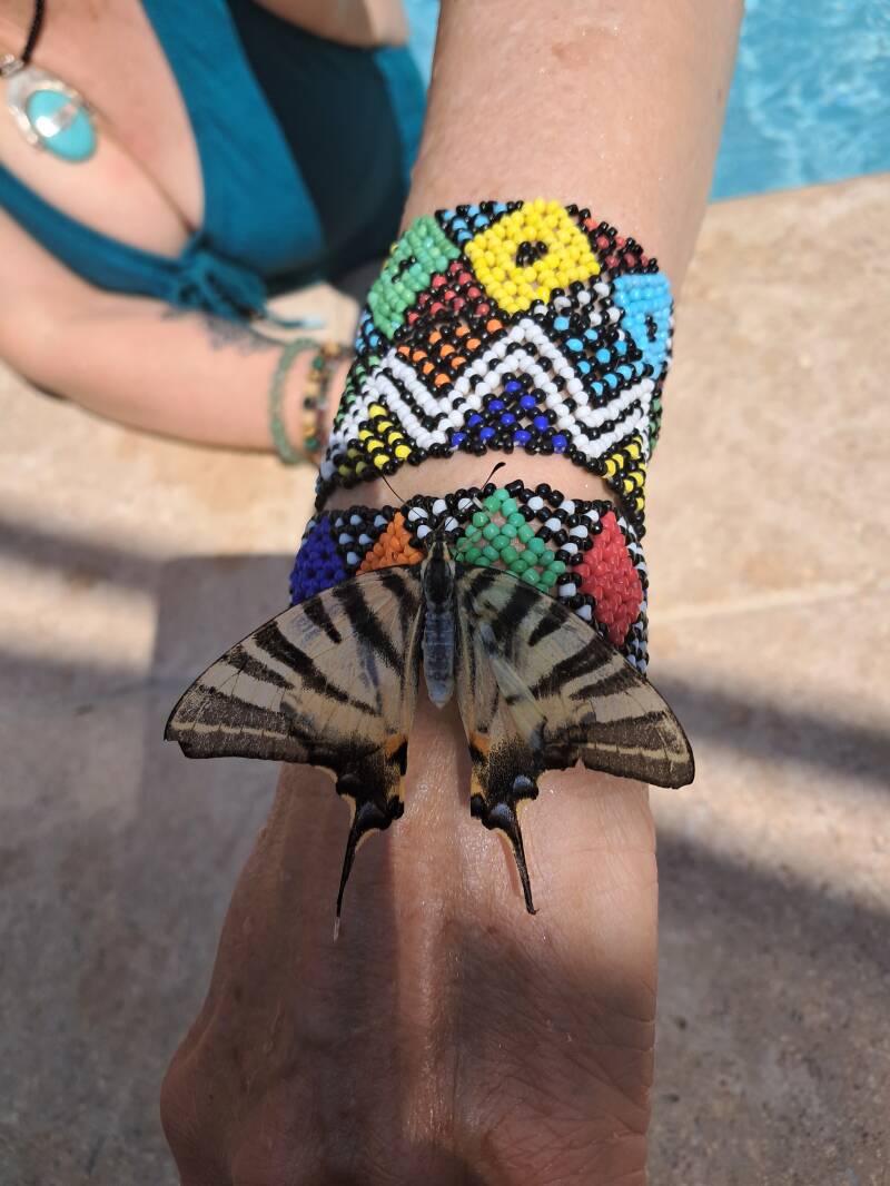 Papillon sauvé des eaux de la piscine du Moulin d'Ozon