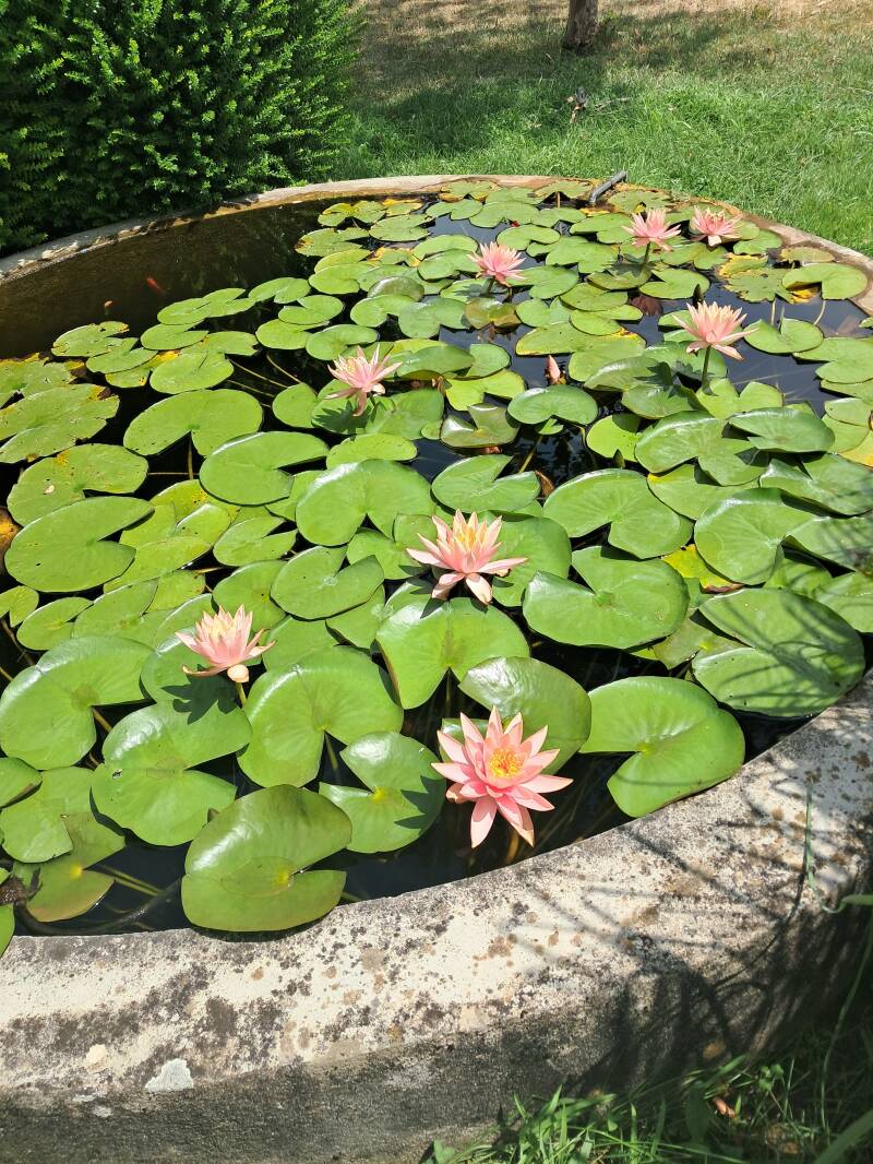la marre au grenouille du Moulin d'Ozon