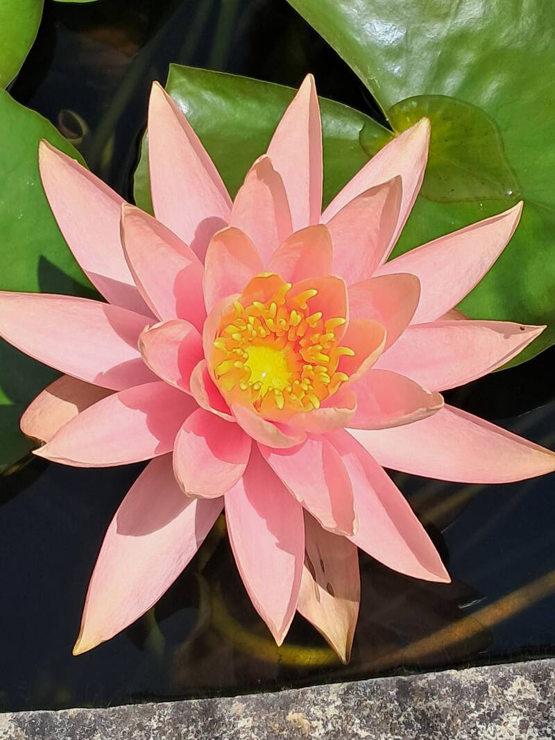 la plus belle des fleurs de la marre du Moulin d'Ozon