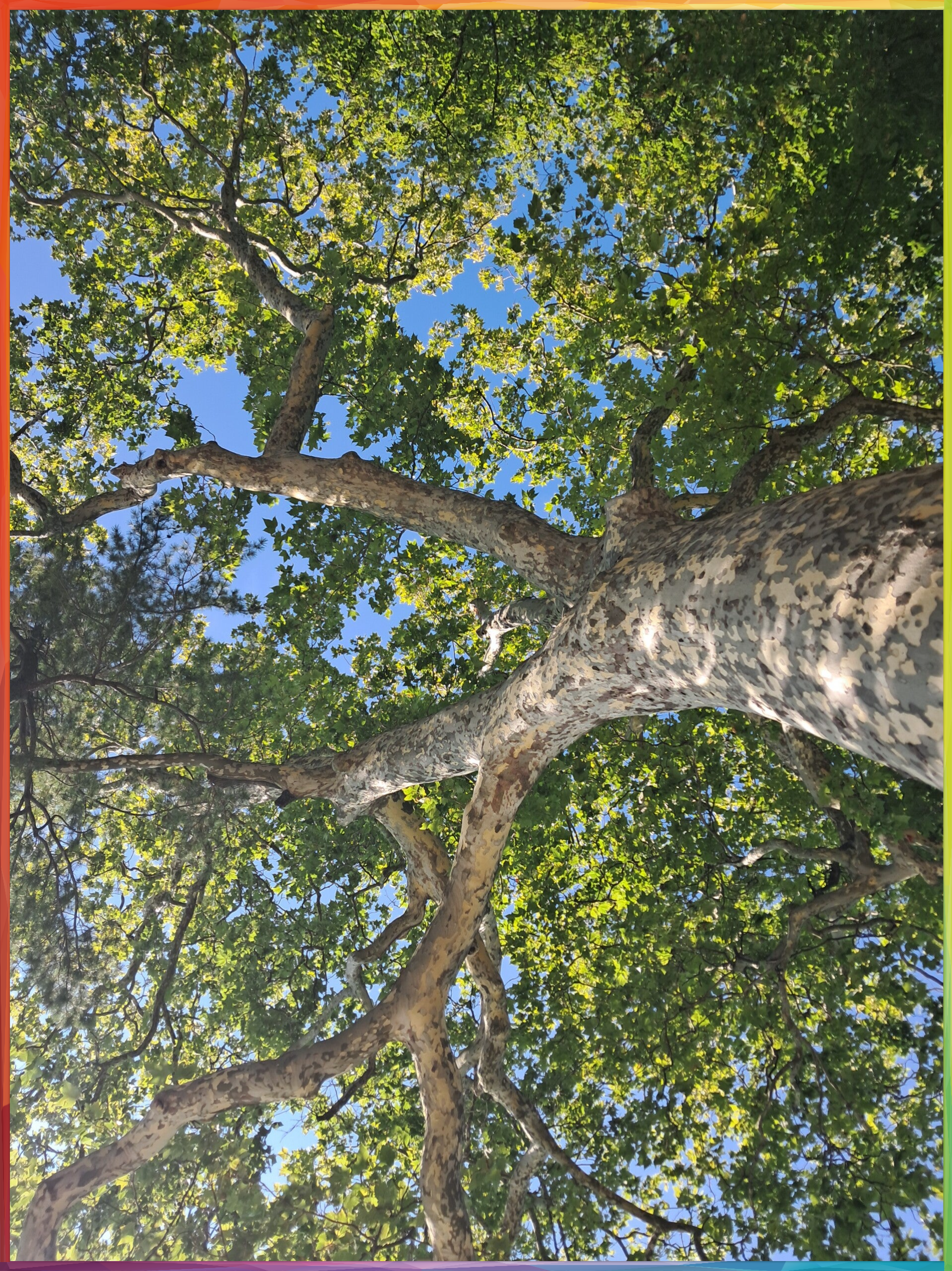 Le coeur de l'arbre