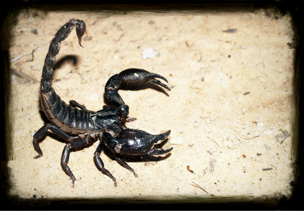 Le scorpion venimeux