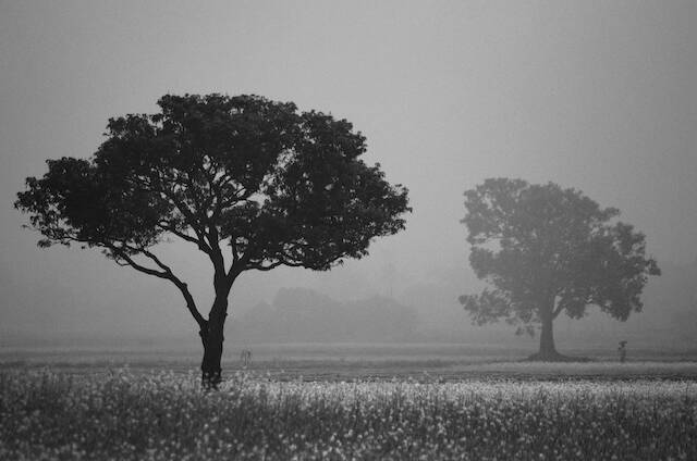 Dans la brume