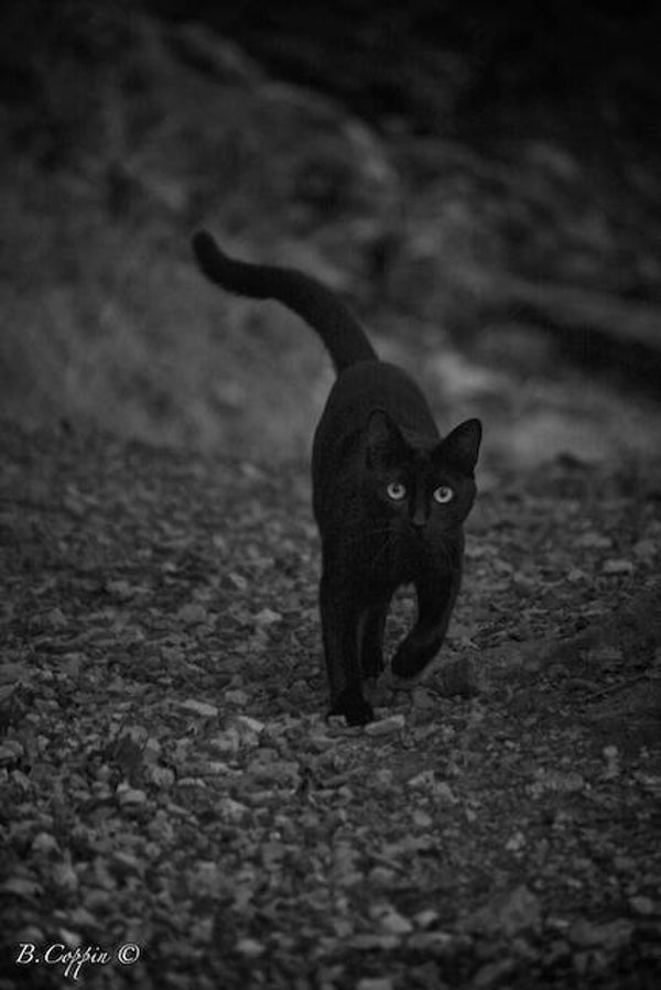 Chat noir