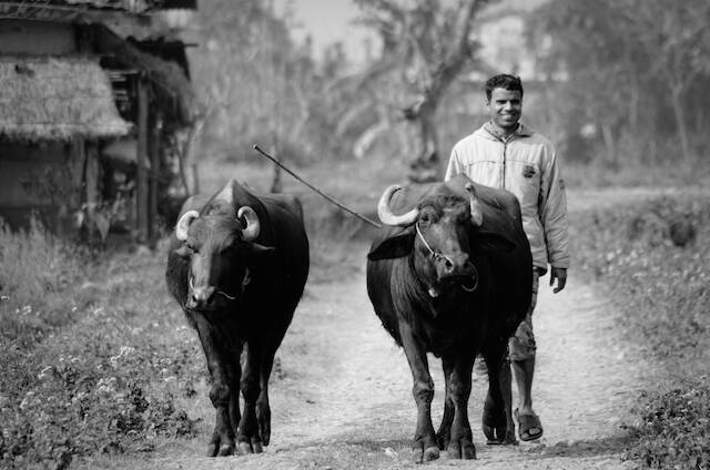 Cow-Boy