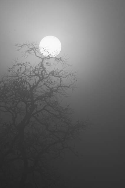 Soleil levant dans la brume