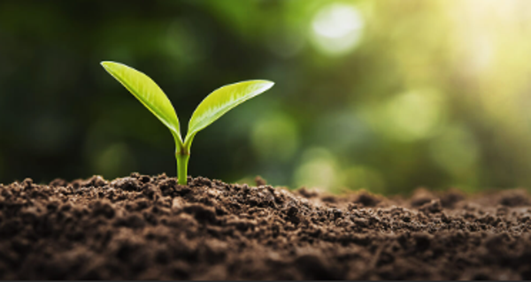 Garden Wellness - Root Tier Follow-up Email Summary