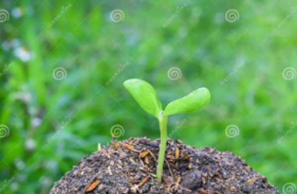 Garden Wellness - Root Tier - Affiliate Bundle Curation: