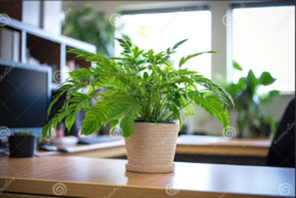 🌱 Interior Feng Shui - Root Tier