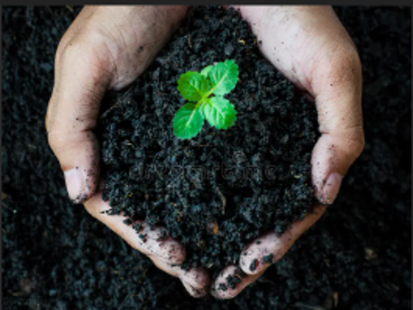 🌱 Basic Site Consult