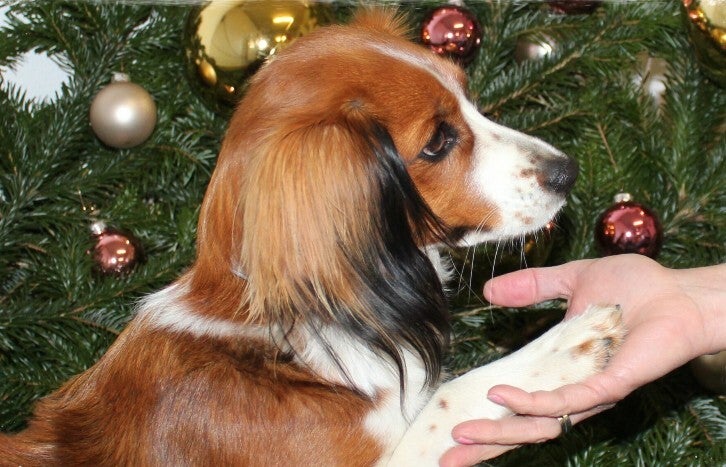 Adventkalender für gesunde Welpen, Junghunde und erwachsene Hunde 1.0 - Einstiegskalender ins Hunde-Fitnesstraining (gebunden)