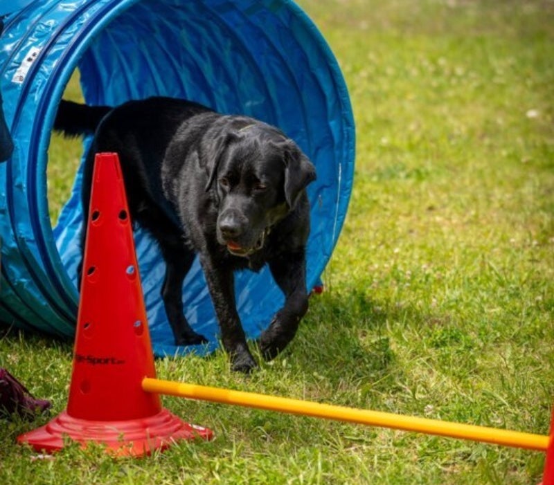 HundFIT, zertifizierte Hunde-Fitness-Schule, Fitness-Loops, Fitnessloops for dogs, Hudnefitness, Beschäftigung für Hunde, Gesundes Beschäftigungstraining