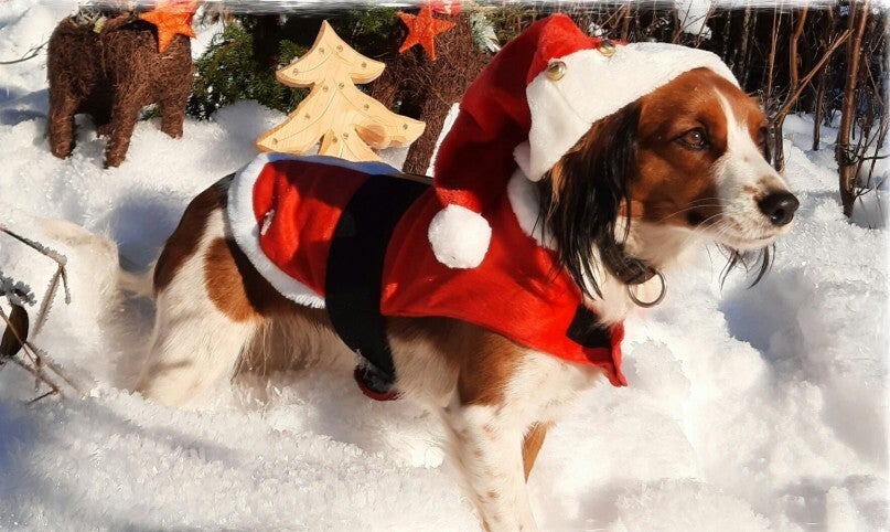 Adventkalender für gesunde, erwachsene Hunde 2.0 (gebunden)