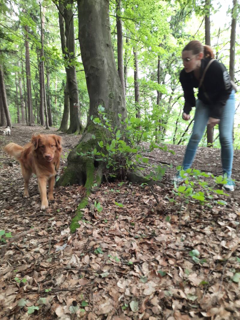 Merry Fit-Mas, gemeinsam fitte Weihnachten, Adventkalender  für Hunde ohne Leckerlis, Welpentraining, Cavaletti-Training, HundFit-Walk, Trainingsraum Natur, Trainingsraum Wald, Fitnesstraining für den Hund, Hundfit, Hundefitnessschule, Hundefitness, Fitne