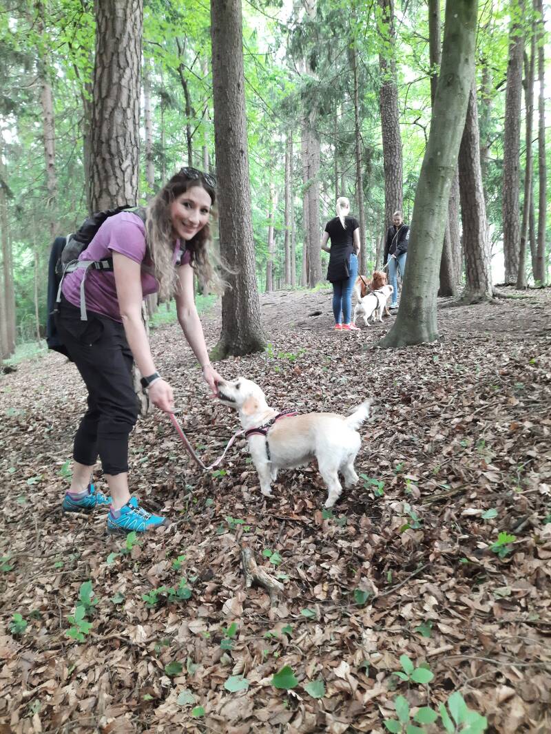 Merry Fit-Mas, gemeinsam fitte Weihnachten, Adventkalender  für Hunde ohne Leckerlis, Welpentraining, Cavaletti-Training, HundFit-Walk, Trainingsraum Natur, Trainingsraum Wald, Fitnesstraining für den Hund, Hundfit, Hundefitnessschule, Hundefitness, Fitne