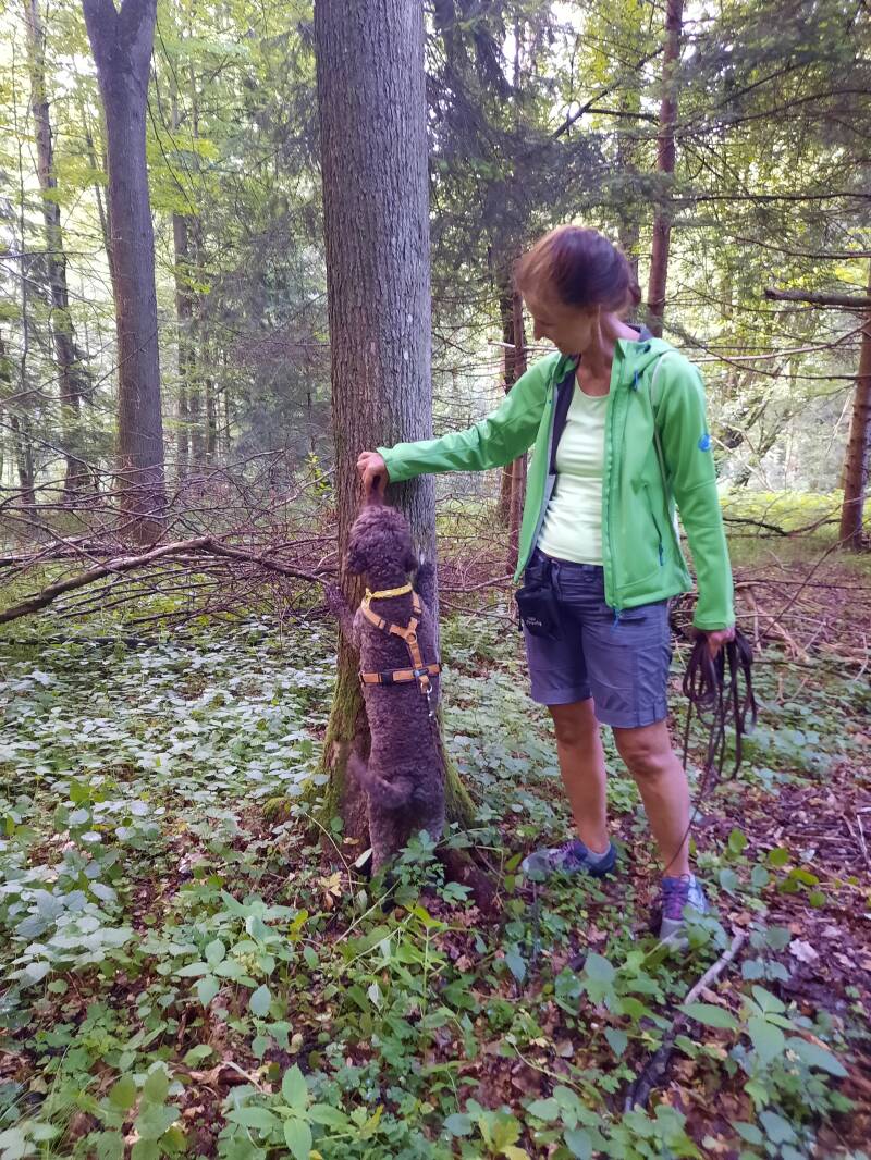 Merry Fit-Mas, gemeinsam fitte Weihnachten, Adventkalender  für Hunde ohne Leckerlis, Welpentraining, Cavaletti-Training, HundFit-Walk, Trainingsraum Natur, Trainingsraum Wald, Fitnesstraining für den Hund, Hundfit, Hundefitnessschule, Hundefitness, Fitne