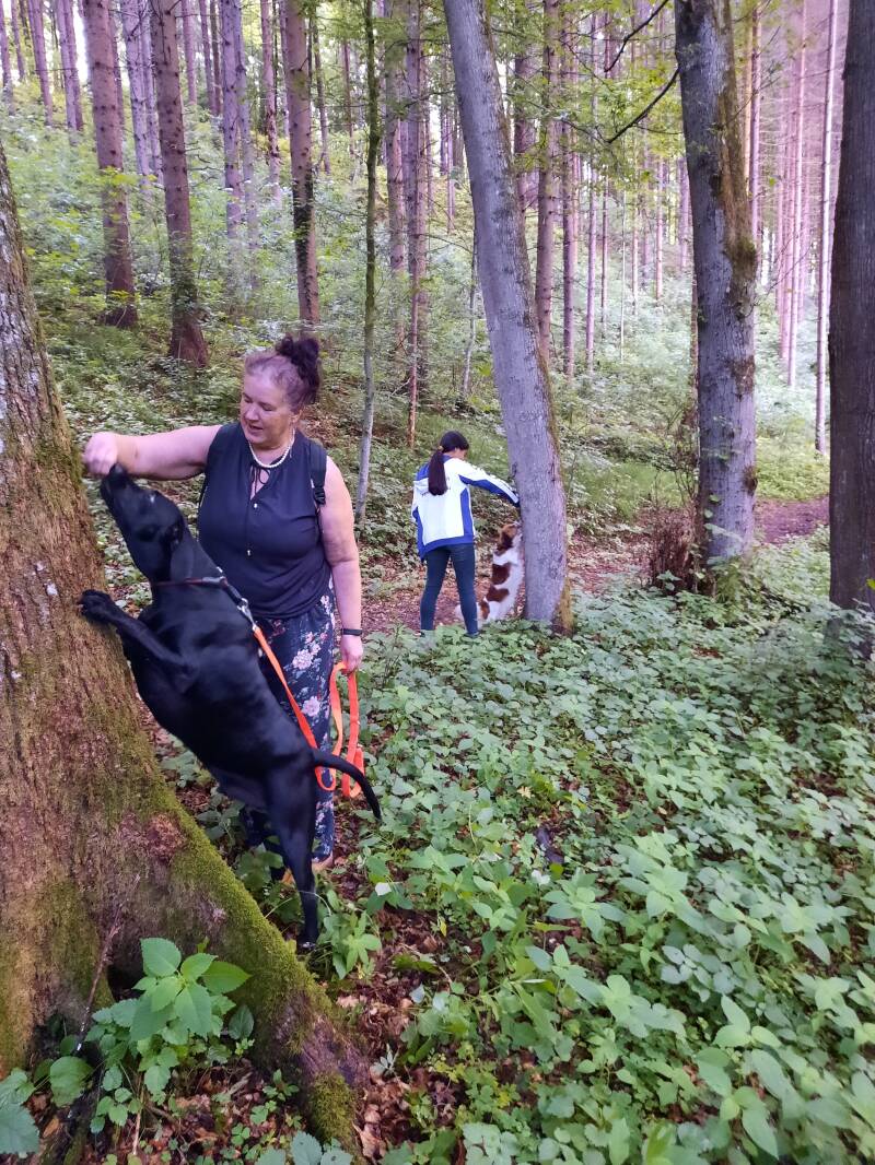 Merry Fit-Mas, gemeinsam fitte Weihnachten, Adventkalender  für Hunde ohne Leckerlis, Welpentraining, Cavaletti-Training, HundFit-Walk, Trainingsraum Natur, Trainingsraum Wald, Fitnesstraining für den Hund, Hundfit, Hundefitnessschule, Hundefitness, Fitne