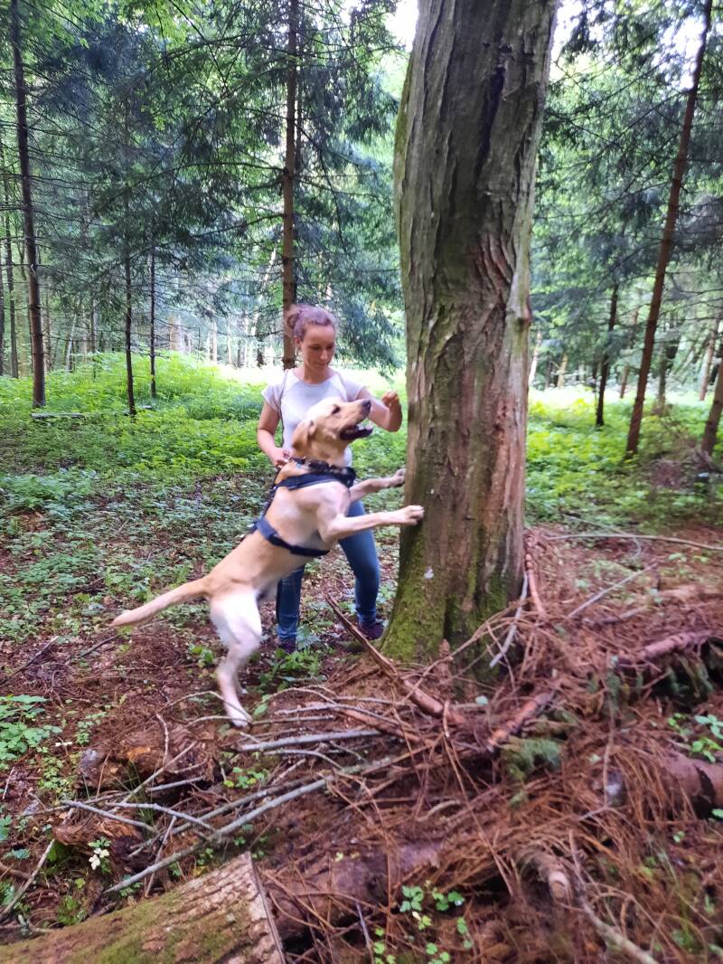 Merry Fit-Mas, gemeinsam fitte Weihnachten, Adventkalender  für Hunde ohne Leckerlis, Welpentraining, Cavaletti-Training, HundFit-Walk, Trainingsraum Natur, Trainingsraum Wald, Fitnesstraining für den Hund, Hundfit, Hundefitnessschule, Hundefitness, Fitne