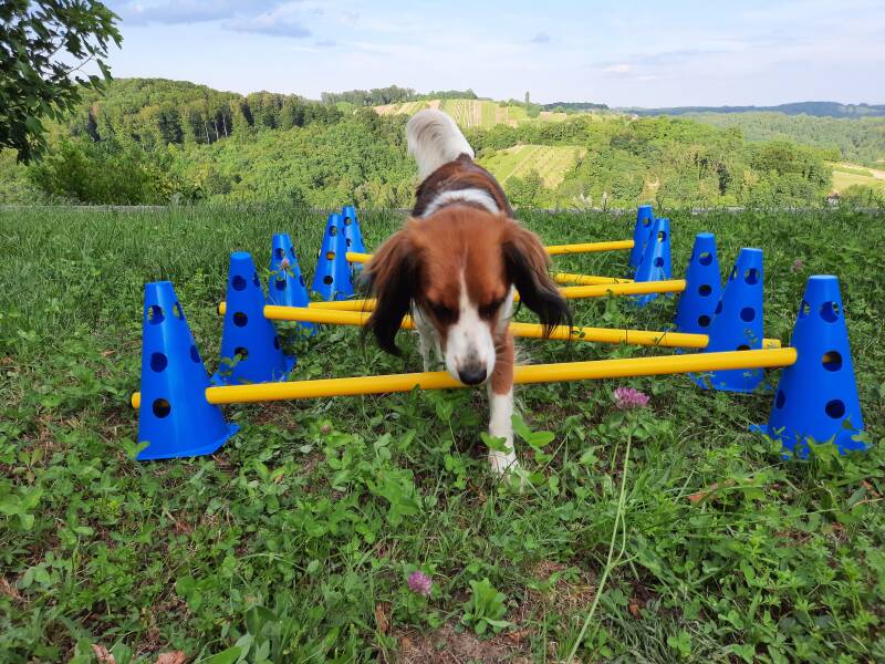 Hundfitadventchallenge, Hundfitchampion,Futterbar, Hundefitnesstraining, Hundfit-Walk, Merry Fit-Mas, gemeinsam fitte Weihnachten, Adventkalender  für Hunde ohne Leckerlis, Welpentraining, Cavaletti-Training, HundFit-Walk, Trainingsraum Natur, Trainingsra
