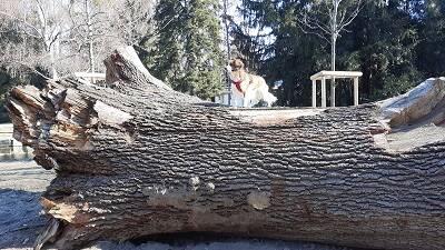 Hotel Gollner, HundFIT, Hunde-Fitness-Schule, Hundefitnesschule, Lackifitness, Neujahrswalk, Merry Fit-Mas, gemeinsam fitte Weihnachten, Adventkalender  für Hunde ohne Leckerlis, Welpentraining, Cavaletti-Training, HundFit-Walk, Trainingsraum Natur, Train