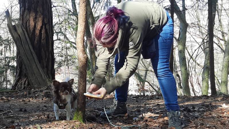 Hundeturnen, Hundfit-Trick-Walk, Lacki-Fitness, Hundehotel, Hundefitnesstraining, Hundfit-Walk, Merry Fit-Mas, gemeinsam fitte Weihnachten, Adventkalender  für Hunde ohne Leckerlis, Welpentraining, Cavaletti-Training,  Trainingsraum Natur, Hundefitnesssch