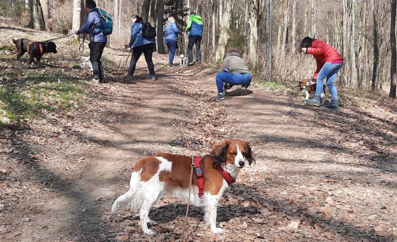 Hundeturnen, Hundfit-Trick-Walk, Lacki-Fitness, Hundehotel, Hundefitnesstraining, Hundfit-Walk, Merry Fit-Mas, gemeinsam fitte Weihnachten, Adventkalender  für Hunde ohne Leckerlis, Welpentraining, Cavaletti-Training,  Trainingsraum Natur, Hundefitnesssch
