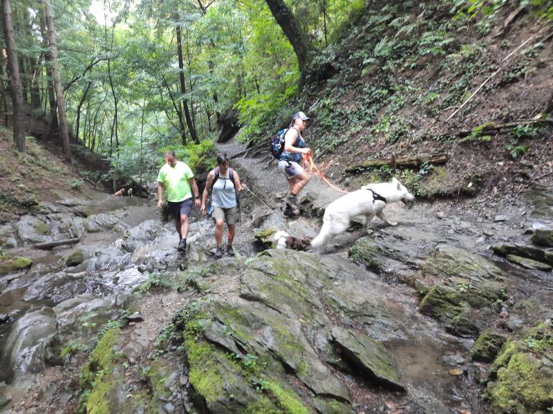 Hundfitwalk Adventure, Hundfit durch den Herbst, Homeschooling, Hundfit durch den Sommer, Hundeturnen, Hundfit-Trick-Walk, Lacki-Fitness, Hundehotel, Hundefitnesstraining, Hundfit-Walk, Merry Fit-Mas, gemeinsam fitte Weihnachten, Adventkalender  für Hunde