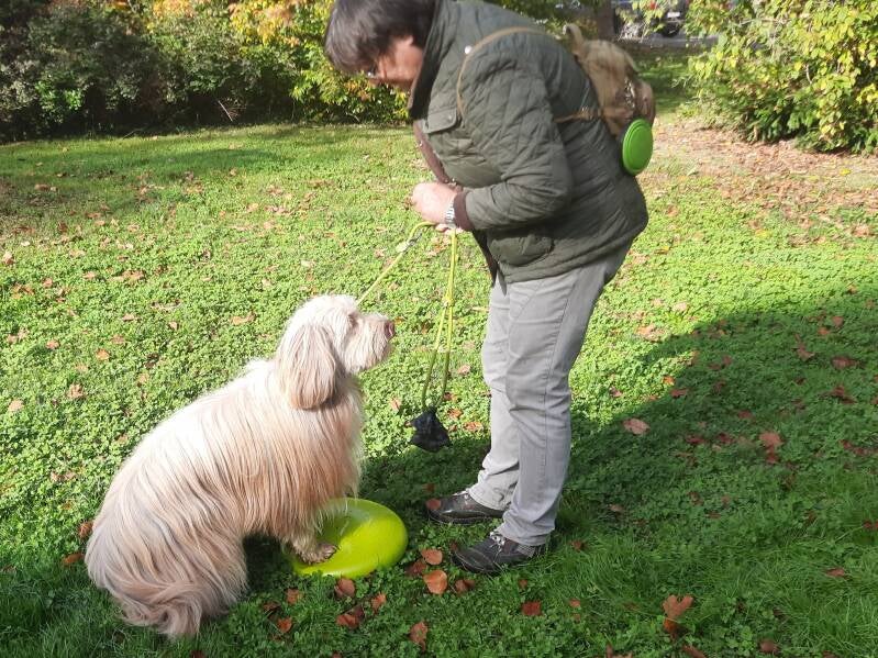 Homeschooling, Hundfit durch den Winter, Hundeturnen, Hundfit-Trick-Walk, Lacki-Fitness, Hundehotel, Hundefitnesstraining, Hundfit-Walk, Merry Fit-Mas, gemeinsam fitte Weihnachten, Adventkalender  für Hunde ohne Leckerlis, Welpentraining, Cavaletti-Traini