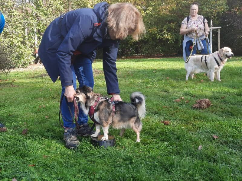 Homeschooling, Hundfit durch den Winter, Hundeturnen, Hundfit-Trick-Walk, Lacki-Fitness, Hundehotel, Hundefitnesstraining, Hundfit-Walk, Merry Fit-Mas, gemeinsam fitte Weihnachten, Adventkalender  für Hunde ohne Leckerlis, Welpentraining, Cavaletti-Traini