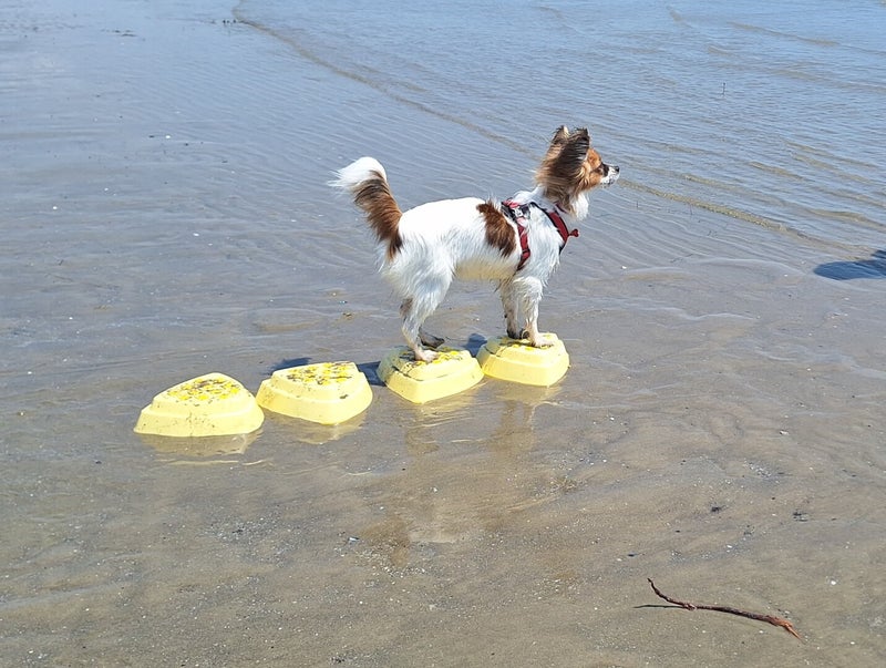 zertifizierte Hunde-Fitness-Trainerin, Profi-Klasse für TrainerInnen,  hydrotraining, hydrotraining für hund und halter, hundefitnessschule, hundfit,
