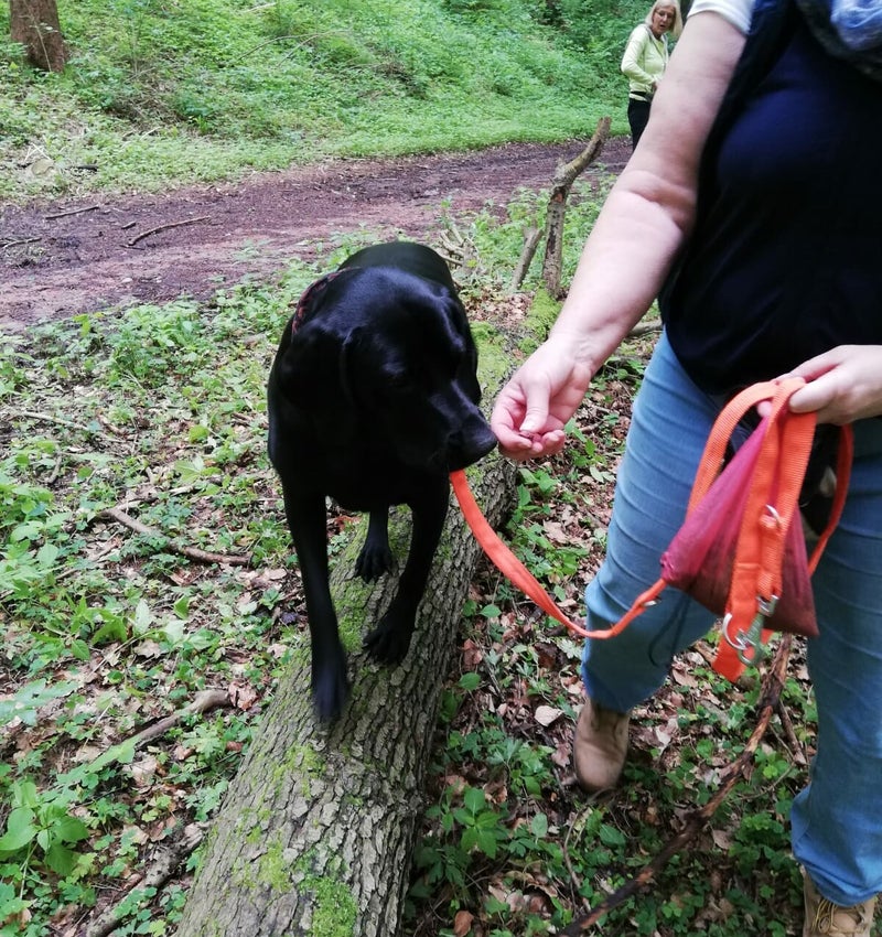 Merry Fit-Mas, gemeinsam fitte Weihnachten, Adventkalender  für Hunde ohne Leckerlis, Welpentraining, Cavaletti-Training, HundFit-Walk, Trainingsraum Natur, Trainingsraum Wald, Fitnesstraining für den Hund, Hundfit, Hundefitnessschule, Hundefitness, Fitne