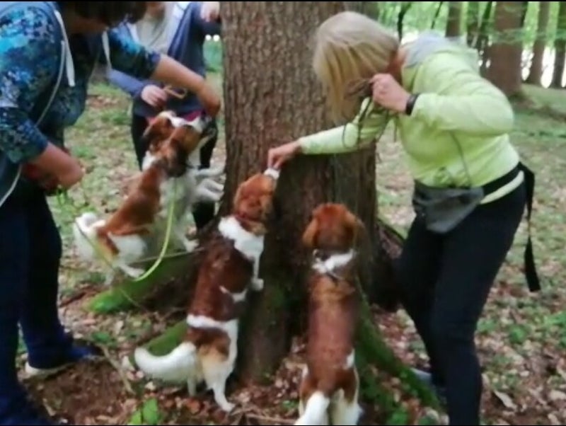 Merry Fit-Mas, gemeinsam fitte Weihnachten, Adventkalender  für Hunde ohne Leckerlis, Welpentraining, Cavaletti-Training, HundFit-Walk, Trainingsraum Natur, Trainingsraum Wald, Fitnesstraining für den Hund, Hundfit, Hundefitnessschule, Hundefitness, Fitne