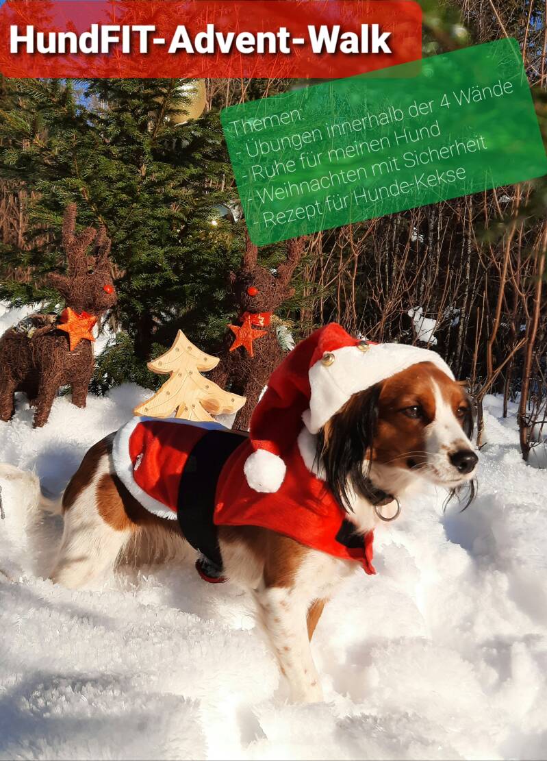 Merry Fit-Mas, gemeinsam fitte Weihnachten, Adventkalender  für Hunde ohne Leckerlis, Welpentraining, Cavaletti-Training, HundFit-Walk, Trainingsraum Natur, Trainingsraum Wald, Fitnesstraining für den Hund, Hundfit, Hundefitnessschule, Hundefitness, Fitne