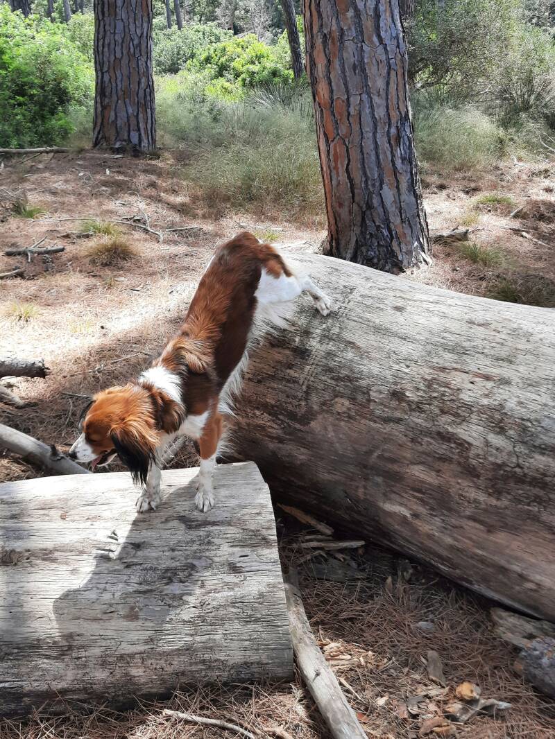 Merry Fit-Mas, gemeinsam fitte Weihnachten, Adventkalender  für Hunde ohne Leckerlis, Welpentraining, Cavaletti-Training, HundFit-Walk, Trainingsraum Natur, Trainingsraum Wald, Fitnesstraining für den Hund, Hundfit, Hundefitnessschule, Hundefitness, Fitne