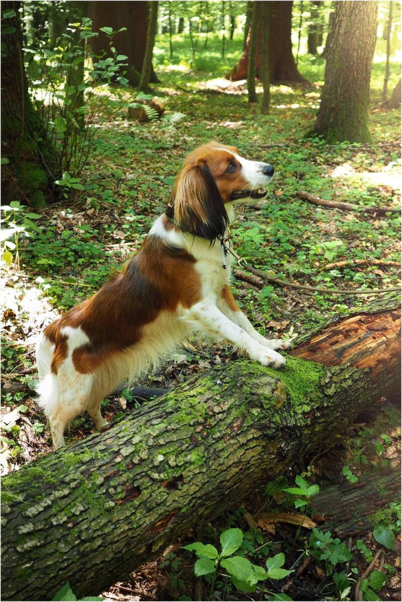 Merry Fit-Mas, gemeinsam fitte Weihnachten, Adventkalender  für Hunde ohne Leckerlis, Welpentraining, Cavaletti-Training, HundFit-Walk, Trainingsraum Natur, Trainingsraum Wald, Fitnesstraining für den Hund, Hundfit, Hundefitnessschule, Hundefitness, Fitne