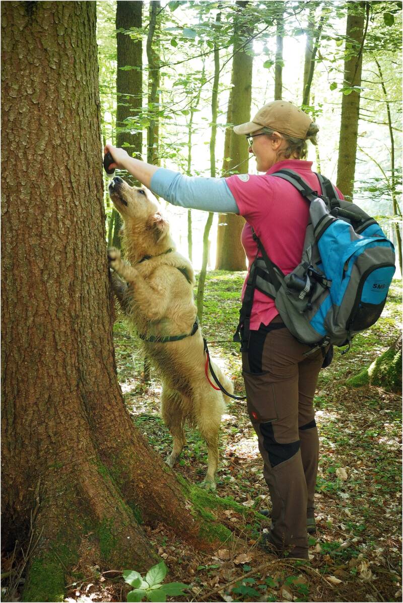 Merry Fit-Mas, gemeinsam fitte Weihnachten, Adventkalender  für Hunde ohne Leckerlis, Welpentraining, Cavaletti-Training, HundFit-Walk, Trainingsraum Natur, Trainingsraum Wald, Fitnesstraining für den Hund, Hundfit, Hundefitnessschule, Hundefitness, Fitne