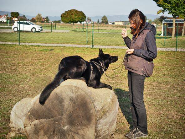 Merry Fit-Mas, gemeinsam fitte Weihnachten, Adventkalender  für Hunde ohne Leckerlis, Welpentraining, Cavaletti-Training, HundFit-Walk, Trainingsraum Natur, Trainingsraum Wald, Fitnesstraining für den Hund, Hundfit, Hundefitnessschule, Hundefitness, Fitne