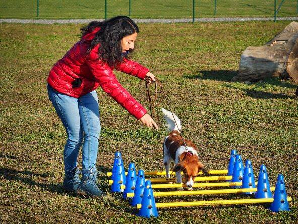 Merry Fit-Mas, gemeinsam fitte Weihnachten, Adventkalender  für Hunde ohne Leckerlis, Welpentraining, Cavaletti-Training, HundFit-Walk, Trainingsraum Natur, Trainingsraum Wald, Fitnesstraining für den Hund, Hundfit, Hundefitnessschule, Hundefitness, Fitne