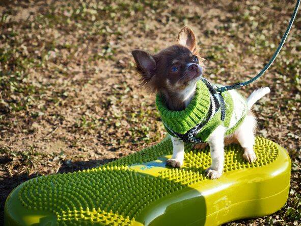 Merry Fit-Mas, gemeinsam fitte Weihnachten, Adventkalender  für Hunde ohne Leckerlis, Welpentraining, Cavaletti-Training, HundFit-Walk, Trainingsraum Natur, Trainingsraum Wald, Fitnesstraining für den Hund, Hundfit, Hundefitnessschule, Hundefitness, Fitne