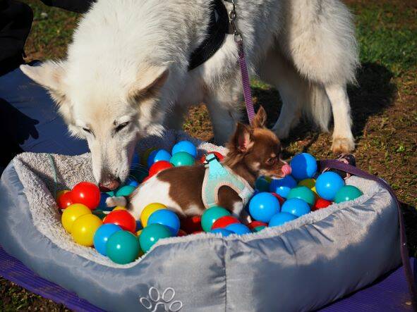 Merry Fit-Mas, gemeinsam fitte Weihnachten, Adventkalender  für Hunde ohne Leckerlis, Welpentraining, Cavaletti-Training, HundFit-Walk, Trainingsraum Natur, Trainingsraum Wald, Fitnesstraining für den Hund, Hundfit, Hundefitnessschule, Hundefitness, Fitne