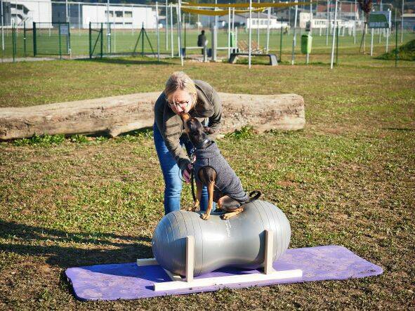 Merry Fit-Mas, gemeinsam fitte Weihnachten, Adventkalender  für Hunde ohne Leckerlis, Welpentraining, Cavaletti-Training, HundFit-Walk, Trainingsraum Natur, Trainingsraum Wald, Fitnesstraining für den Hund, Hundfit, Hundefitnessschule, Hundefitness, Fitne