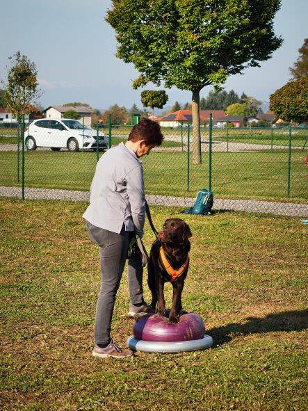 Merry Fit-Mas, gemeinsam fitte Weihnachten, Adventkalender  für Hunde ohne Leckerlis, Welpentraining, Cavaletti-Training, HundFit-Walk, Trainingsraum Natur, Trainingsraum Wald, Fitnesstraining für den Hund, Hundfit, Hundefitnessschule, Hundefitness, Fitne
