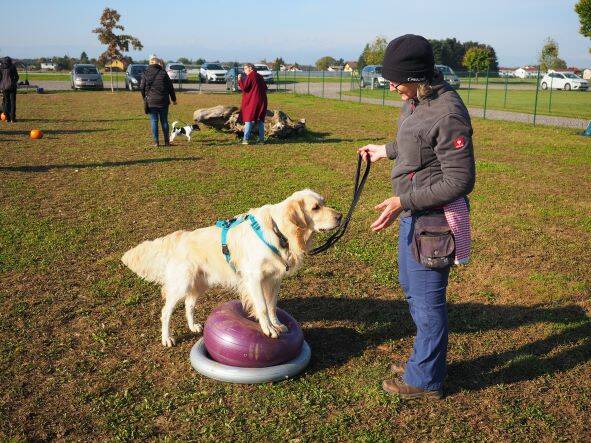 Merry Fit-Mas, gemeinsam fitte Weihnachten, Adventkalender  für Hunde ohne Leckerlis, Welpentraining, Cavaletti-Training, HundFit-Walk, Trainingsraum Natur, Trainingsraum Wald, Fitnesstraining für den Hund, Hundfit, Hundefitnessschule, Hundefitness, Fitne