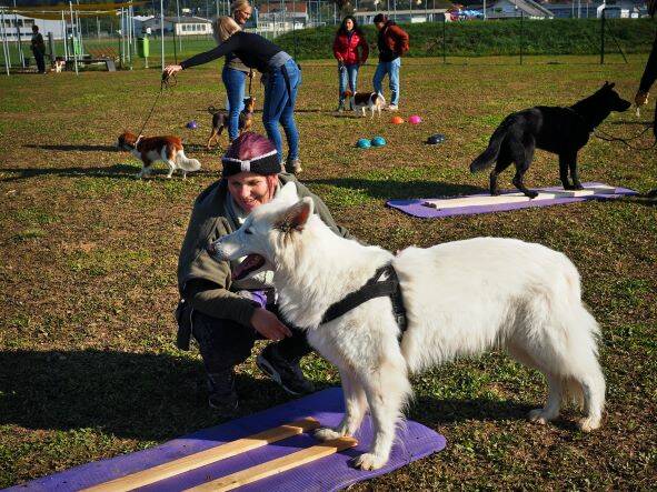 Merry Fit-Mas, gemeinsam fitte Weihnachten, Adventkalender  für Hunde ohne Leckerlis, Welpentraining, Cavaletti-Training, HundFit-Walk, Trainingsraum Natur, Trainingsraum Wald, Fitnesstraining für den Hund, Hundfit, Hundefitnessschule, Hundefitness, Fitne