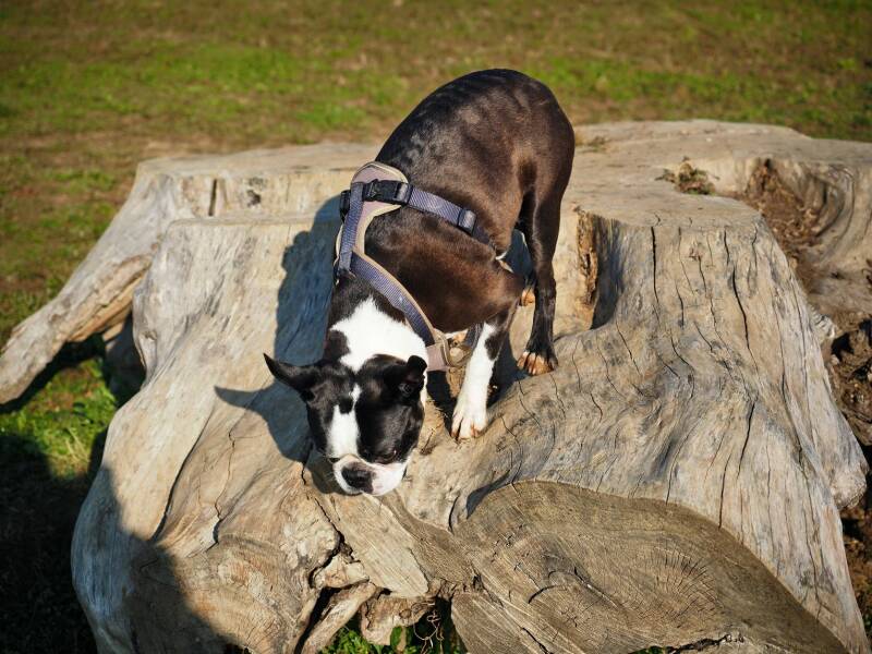 Merry Fit-Mas, gemeinsam fitte Weihnachten, Adventkalender  für Hunde ohne Leckerlis, Welpentraining, Cavaletti-Training, HundFit-Walk, Trainingsraum Natur, Trainingsraum Wald, Fitnesstraining für den Hund, Hundfit, Hundefitnessschule, Hundefitness, Fitne